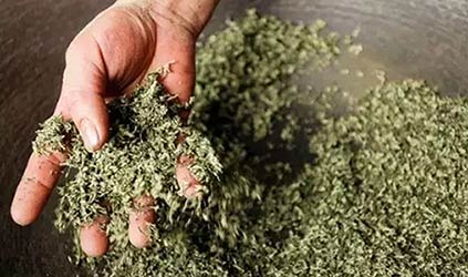 thé_vert_chine_Bi_Luo_Chun_cueillette